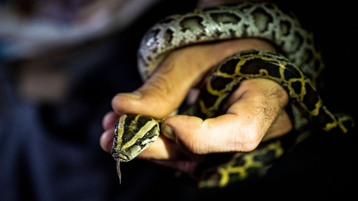 NY Man Charged With Smuggling Pythons in His Pants at US-Canada Border – NBC New York - Vimarsana News