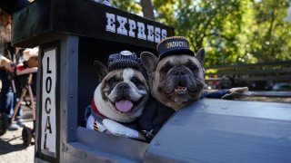 Dogs with costumes compete in the Halloween Dog Parade at Tompkins Square in New York City, United States on October 22, 2022. (Photo by Lokman Vural Elibol/Anadolu Agency via Getty Images)