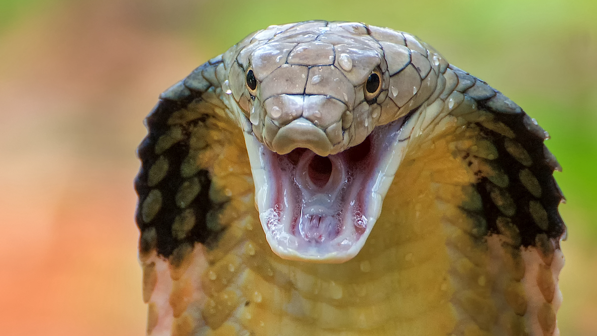 Venomous Cobra Escapes Terrarium at Swedish Zoo – NBC New York