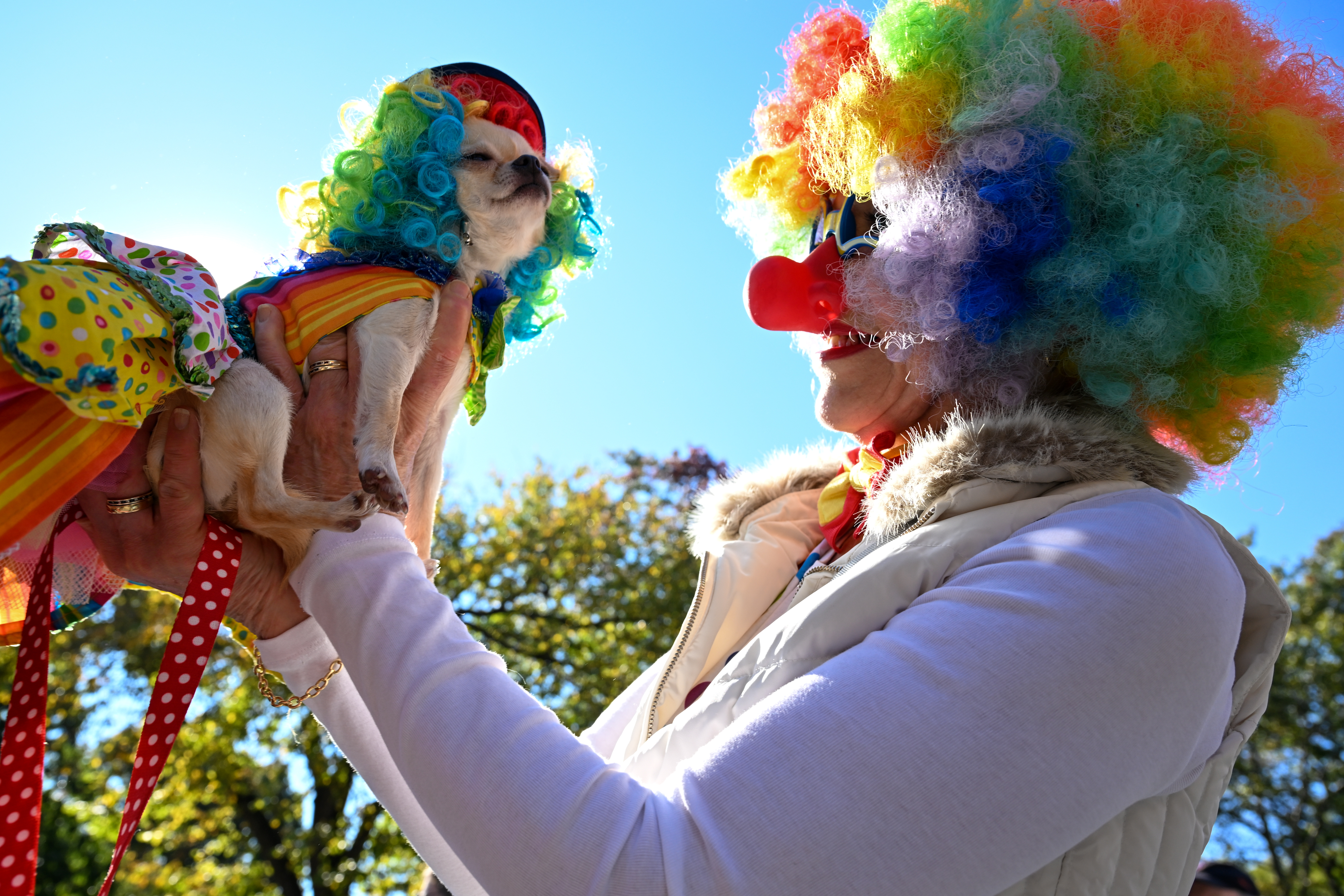 Cleo The Clown Chihuahua and her owner participate in the Annual Tompkins Square Halloween Dog Parade. (Photo by Alexi Rosenfeld/Getty Images)