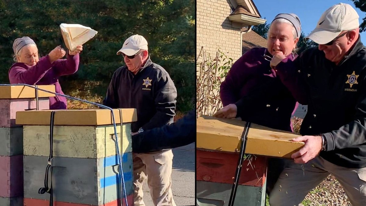 Longmeadow MA Bee Attack: Woman Facing Charges for Unleasing Hive on Deputies – NBC New York - Vimarsana News