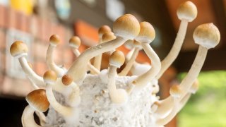 The naturally occurring psychedelic compound psilocybin can significantly reduce symptoms of depression, according to data from the largest trial of its type ever conducted.
