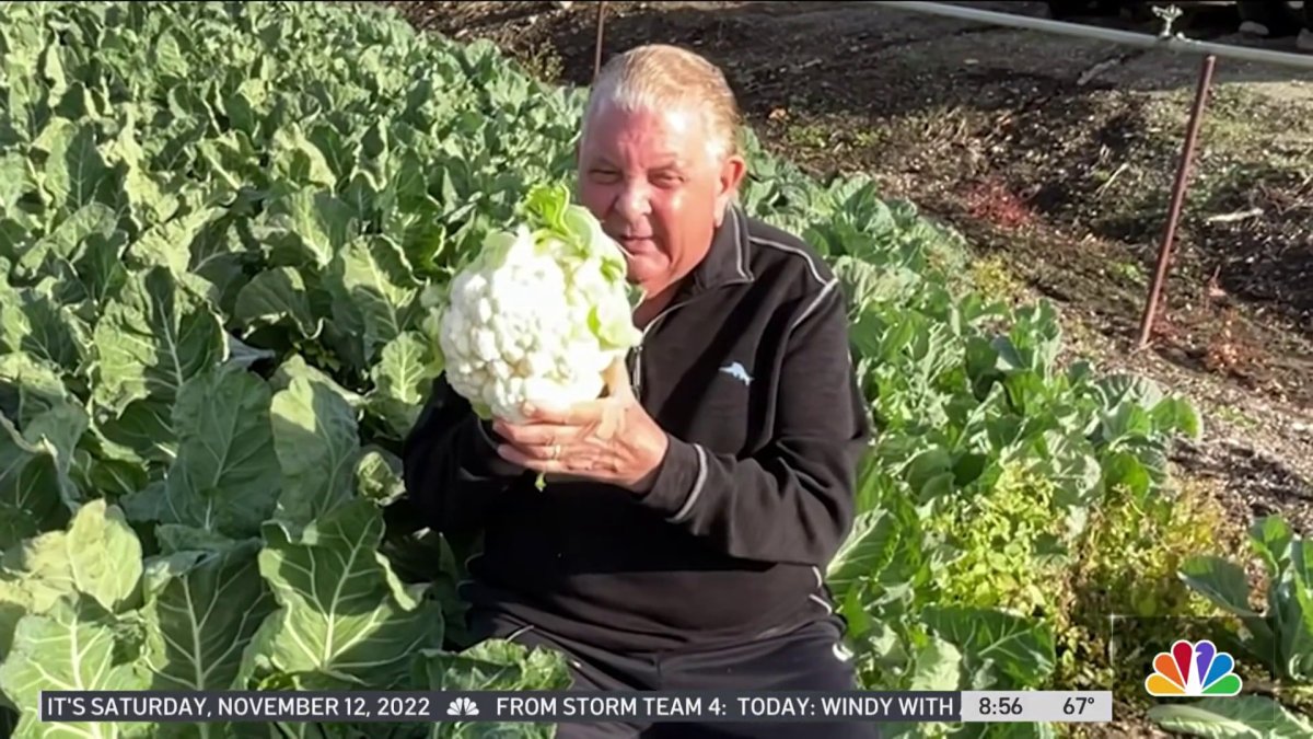 Produce Pete Picking the Perfect Cauliflower NBC New York