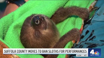Fist Fight Nearly Breaks Out as Long Island Considers Exotic Animal Ban – NBC New York Fist Fight Nearly Breaks Out as Long Island Considers Exotic Animal Ban – NBC New York