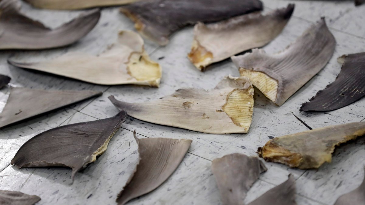 US Poised to Ban Shark Fin Trade, Pleasing Conservationists - Vimarsana News