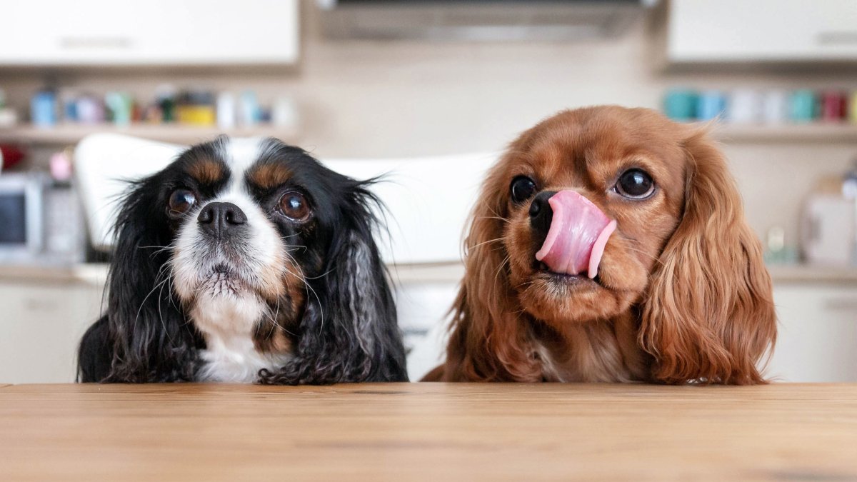 These Thanksgiving Foods Are Dangerous to Dogs – NBC New York - Vimarsana News