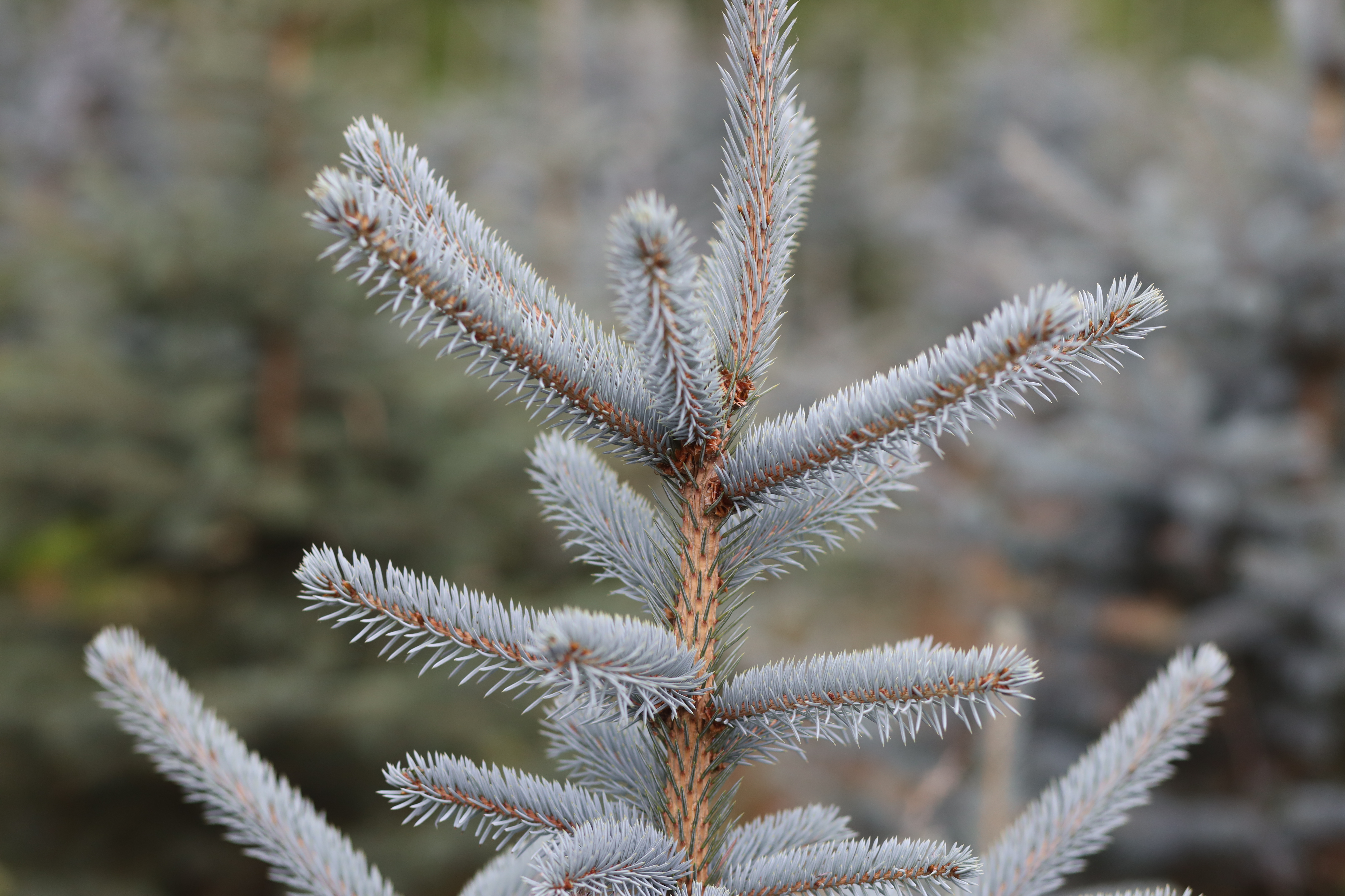 Christmas Tree Search in Newburgh NY Got One to Donate? NBC New York