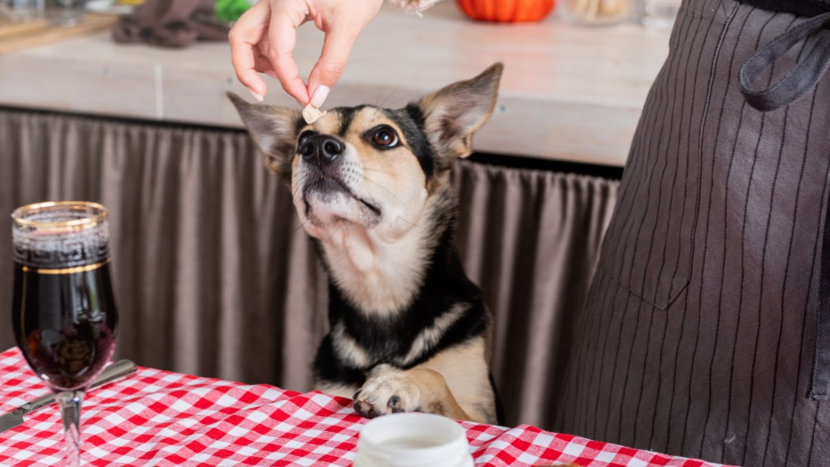 Image showcasing Thanksgiving Chocking Hazards. Here’s How to Do Pet Heimlich – NBC New York