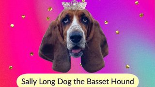Sally Long Dog won the first-ever election for “Honorary New York City Dog Mayor”