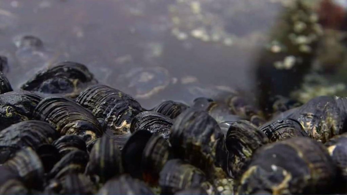 Two Connecticut deaths linked to bacteria found in raw shellfish NBC