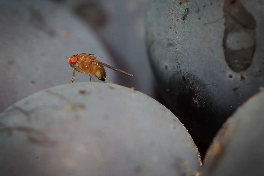 Top 5 ways to get rid of fruit flies - Bokashi Living