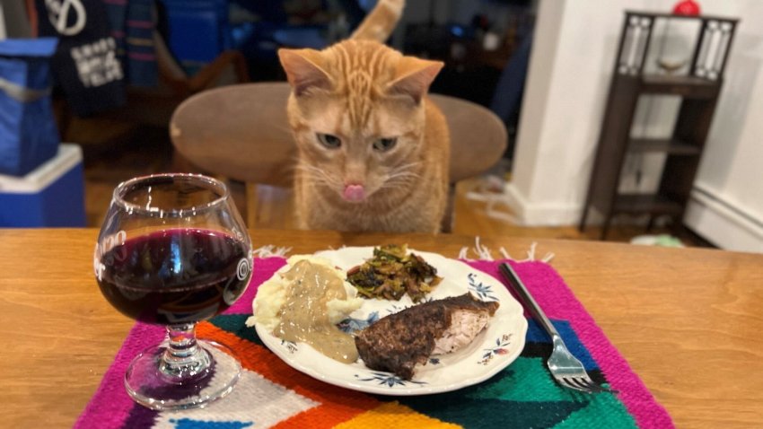 Stowaway Cat Enjoys Thanksgiving Dinner