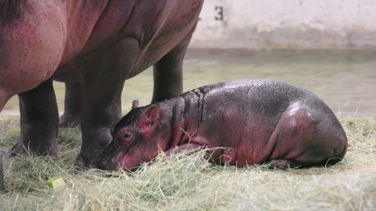 Baby Hippo Born at the Dallas Zoo NBC New York