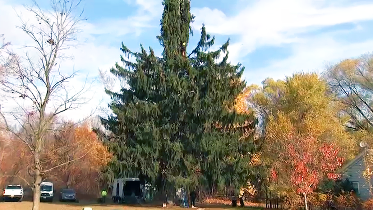 Everything You Need To Know About The 2022 Rockefeller Christmas Tree