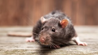 New York City Wants to Hire a ‘Rat Czar’—and Could Pay Them $170,000 Per Year