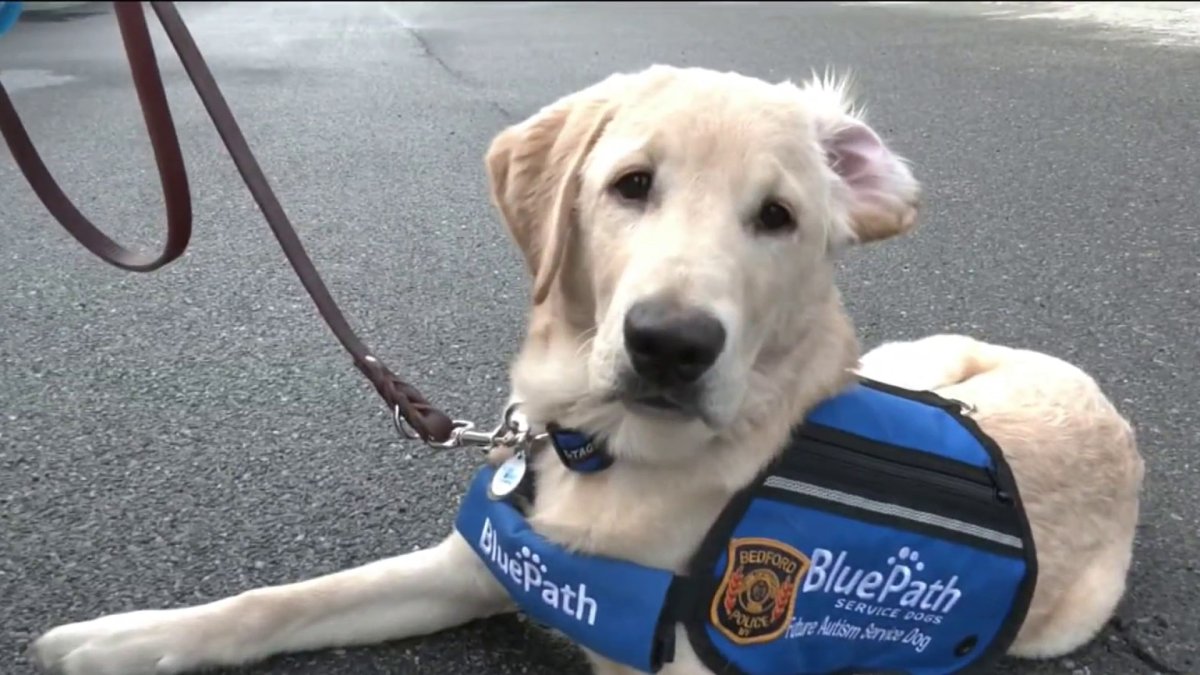 New York Rangers Are Training an Autism Service Dog