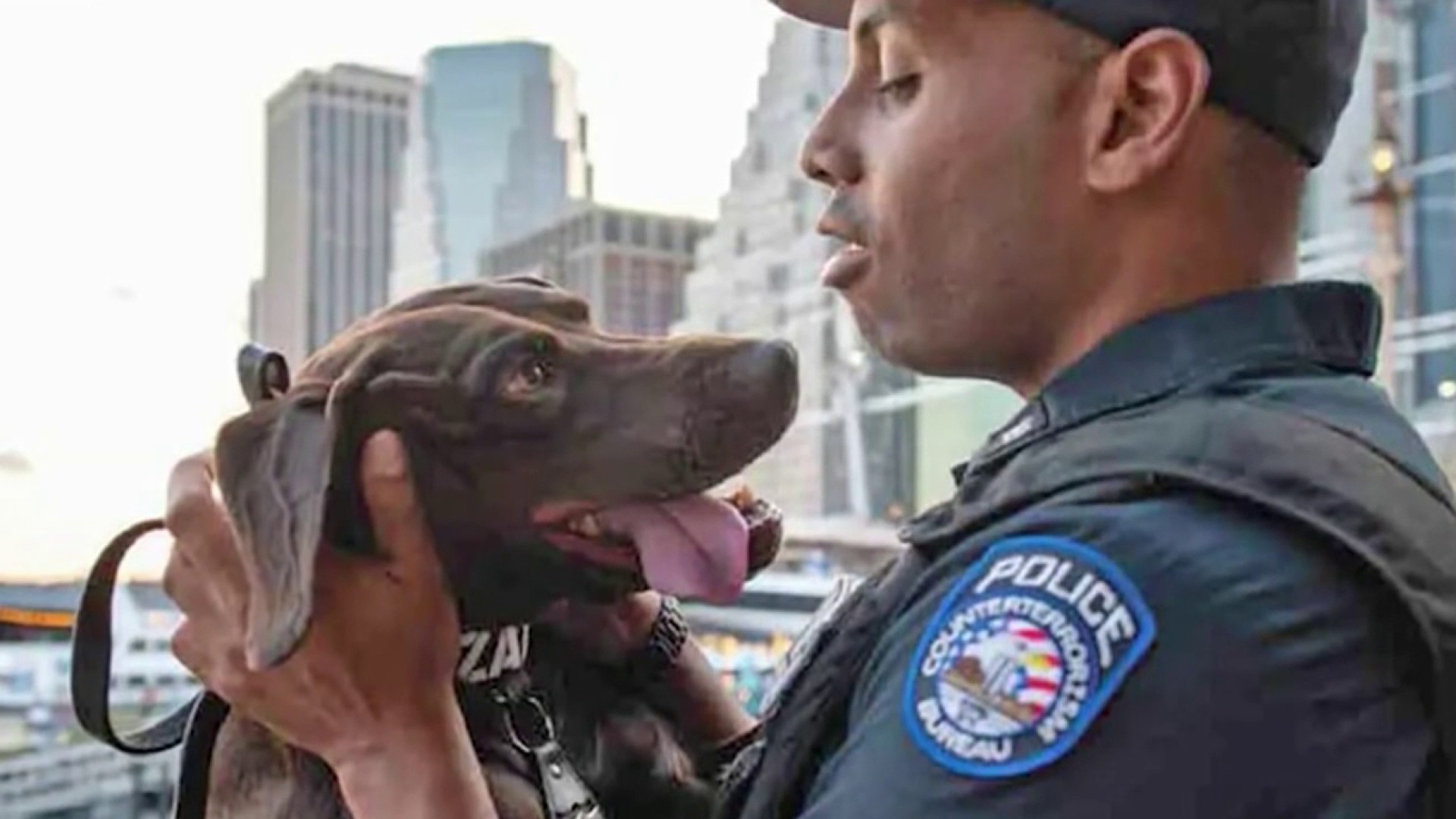 Dog Abandoned at Airport 1,000 Miles From NJ Home Is Adopted – NBC New York