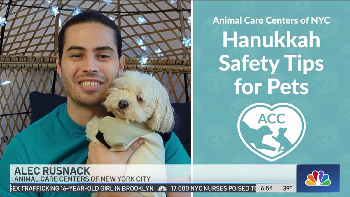 Clear the Shelters Hanukkah Safety Tips for Pets NBC New York