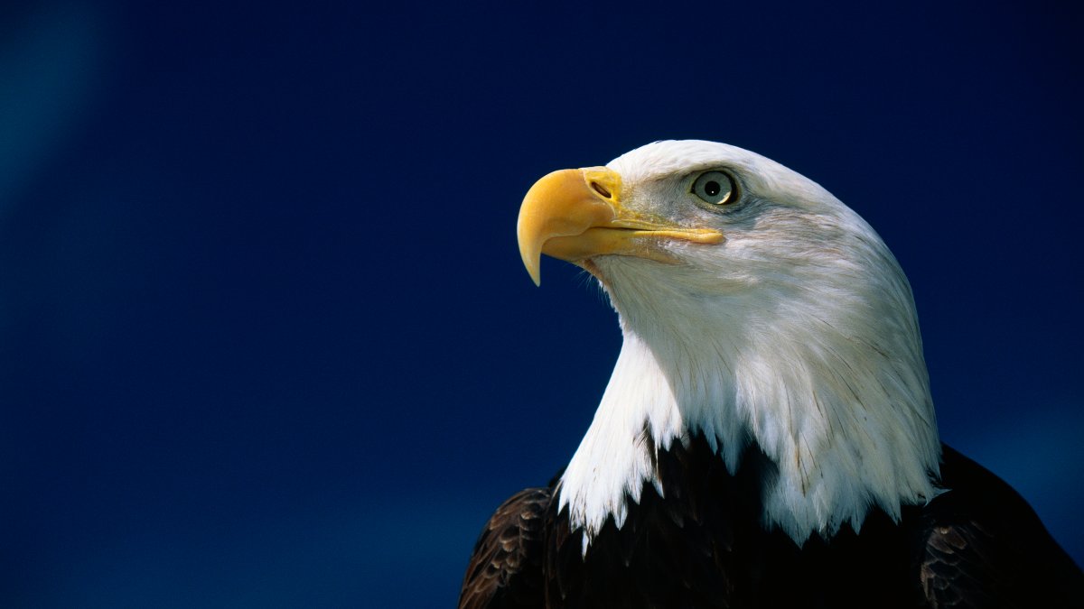 3 Bald Eagles Die in Minnesota After Eating Euthanized Animals – NBC New York - Vimarsana News