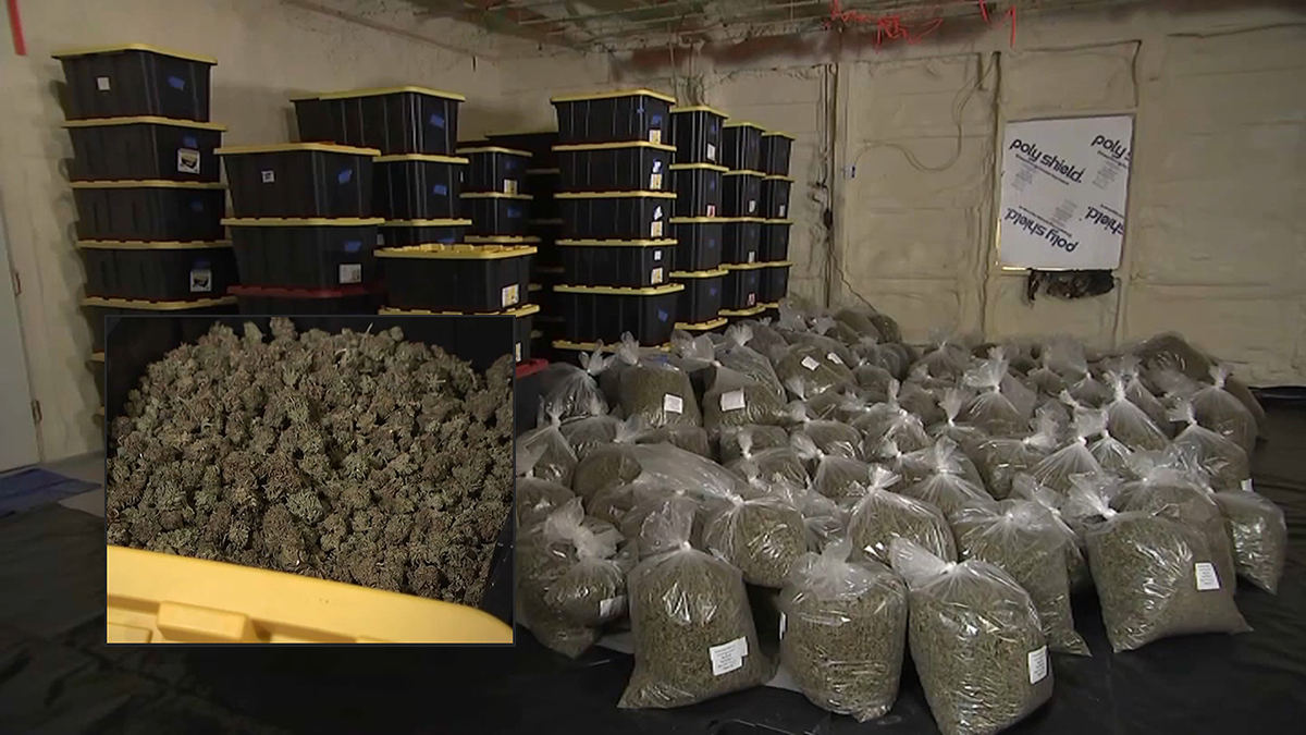 NY Marijuana Growers Are Sitting on Literal Tons of Legal Weed Due to Delayed Rollout