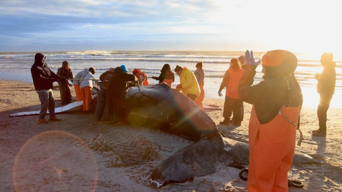 Humpback Whale That Washed Up on NJ Beach Likely Died From Vessel Strike – NBC New York - Vimarsana News