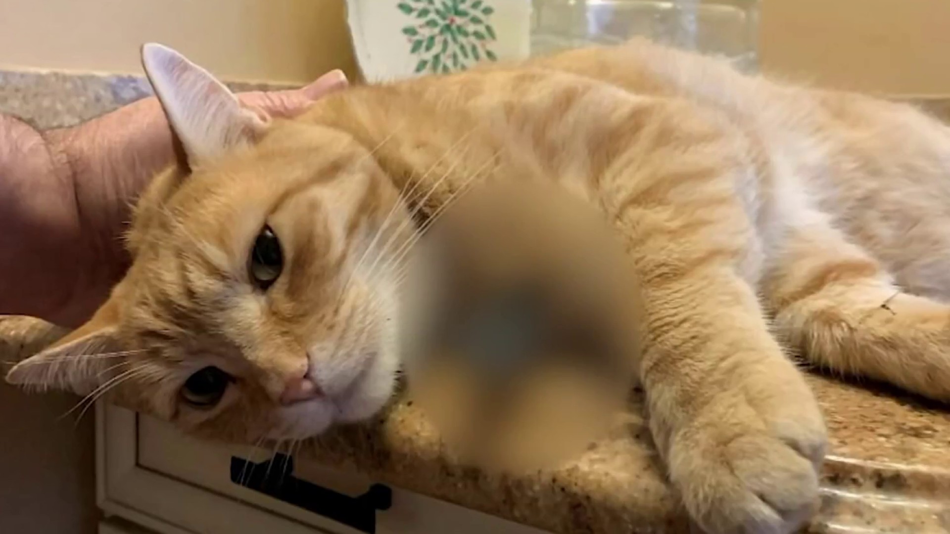 Police Family Search for Person Who Shot Cat With Arrow