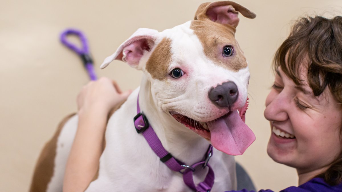 Dog found tied up outside airport after owner boards plane