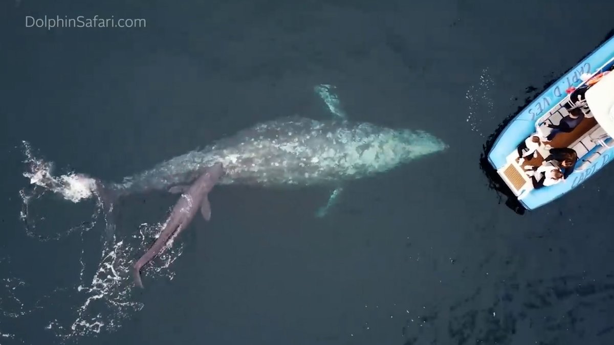 Watch: Whale Gives Birth and Shows Off Calf to Whale Watching Tour – NBC New York - Vimarsana News