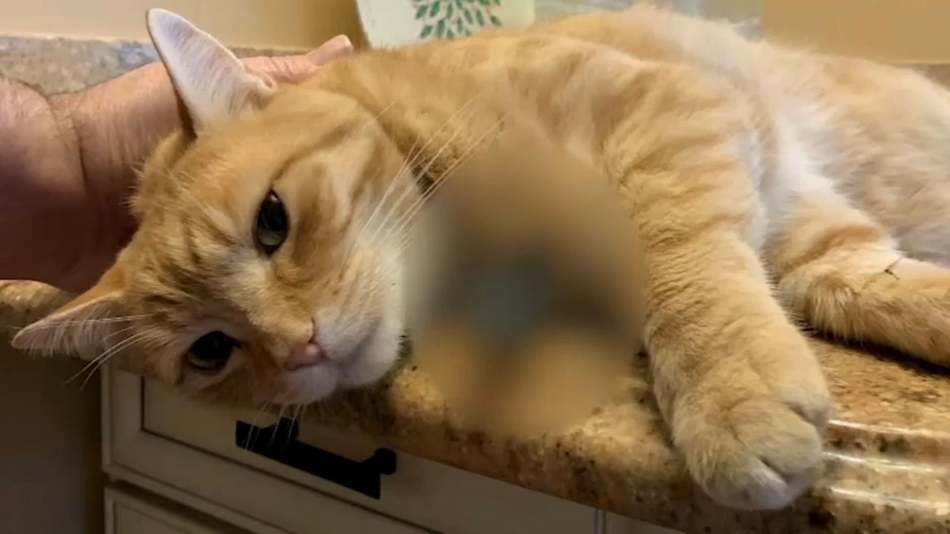 Cheese the Cat Dies After Shot by Arrow in Queens; Police Search for Culprit