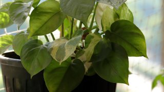 Hidden Houseplant Dangers: Watch Toddlers Around These Plants  NBC New York