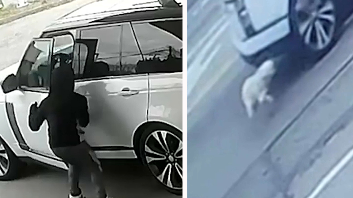 Long Island News Dog Tossed from Car by Thief, Dragged Along Road