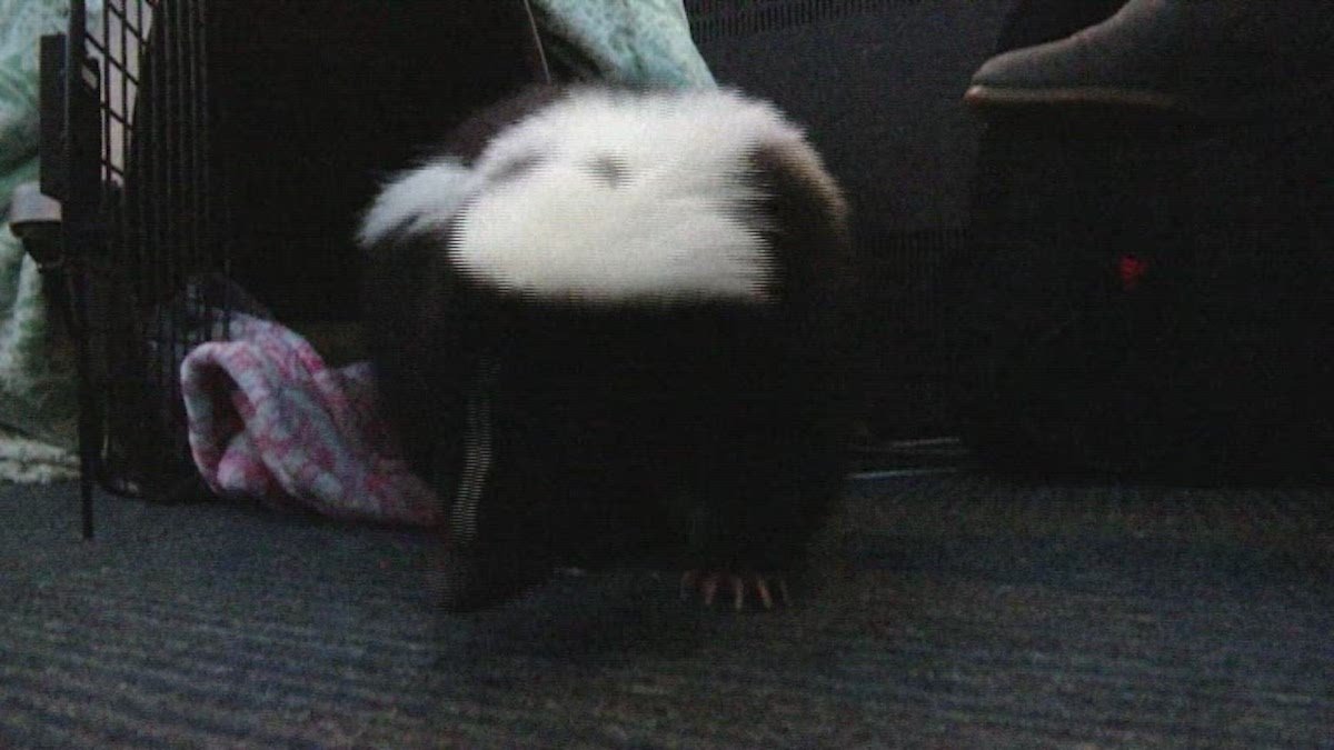 Meet Nugget the Office Skunk – NBC New York - Vimarsana News