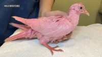 Pink Pigeon Dies Days After NYC Park Rescue, Group Says