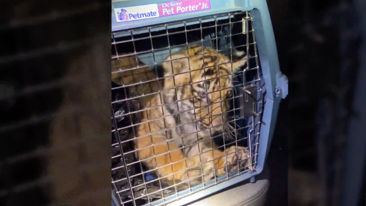 Police Find Bengal Tiger Inside Trailer Home in New Mexico – NBC New York - Vimarsana News