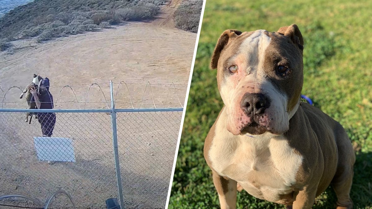 Video: Dog Miraculously Unharmed After Man Tosses It Over Fence – NBC New York - Vimarsana News