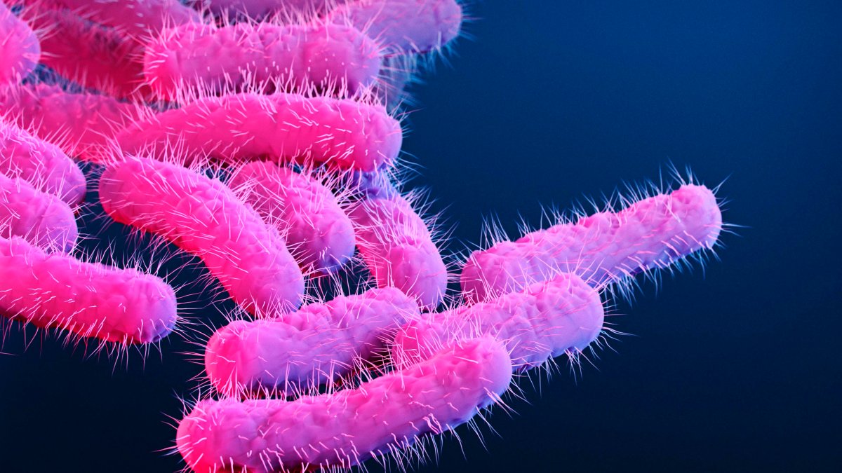 Drug-Resistant Bacteria That Causes Stomach Bug Symptoms on the Rise, CDC Warns