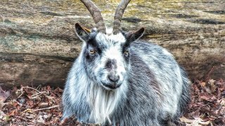 Chilpancingo Zoo Director Accused of Killing, Cooking the Zoo's Goats – NBC New York Chilpancingo Zoo Director Accused of Killing, Cooking the Zoo's Goats – NBC New York