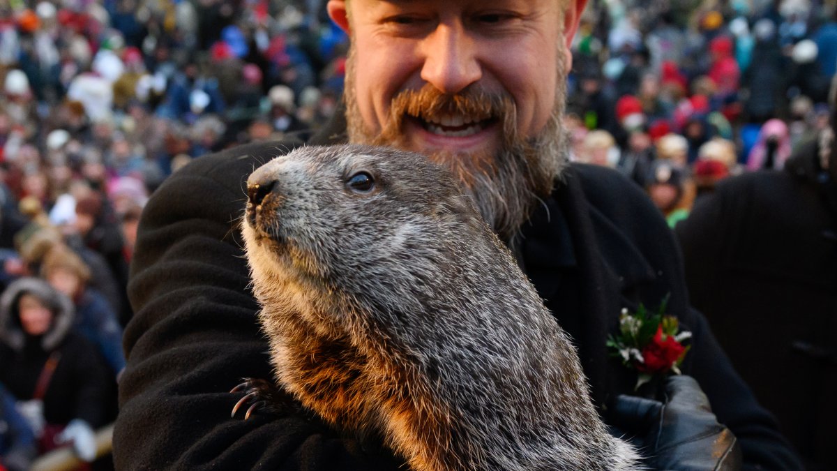 How Accurate are Punxsutawney Phil's Predictions? It Depends Where You Live - NBC New York