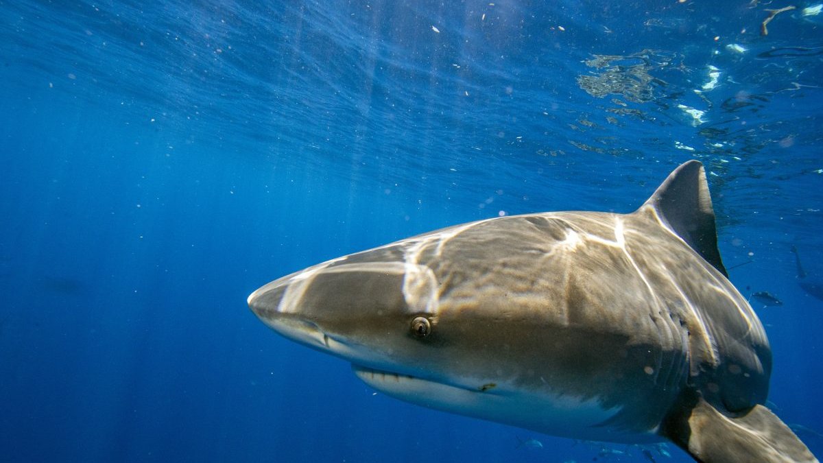 Florida Still World's Shark Bite Capital: How Many Happened in 2022? – NBC New York - Vimarsana News