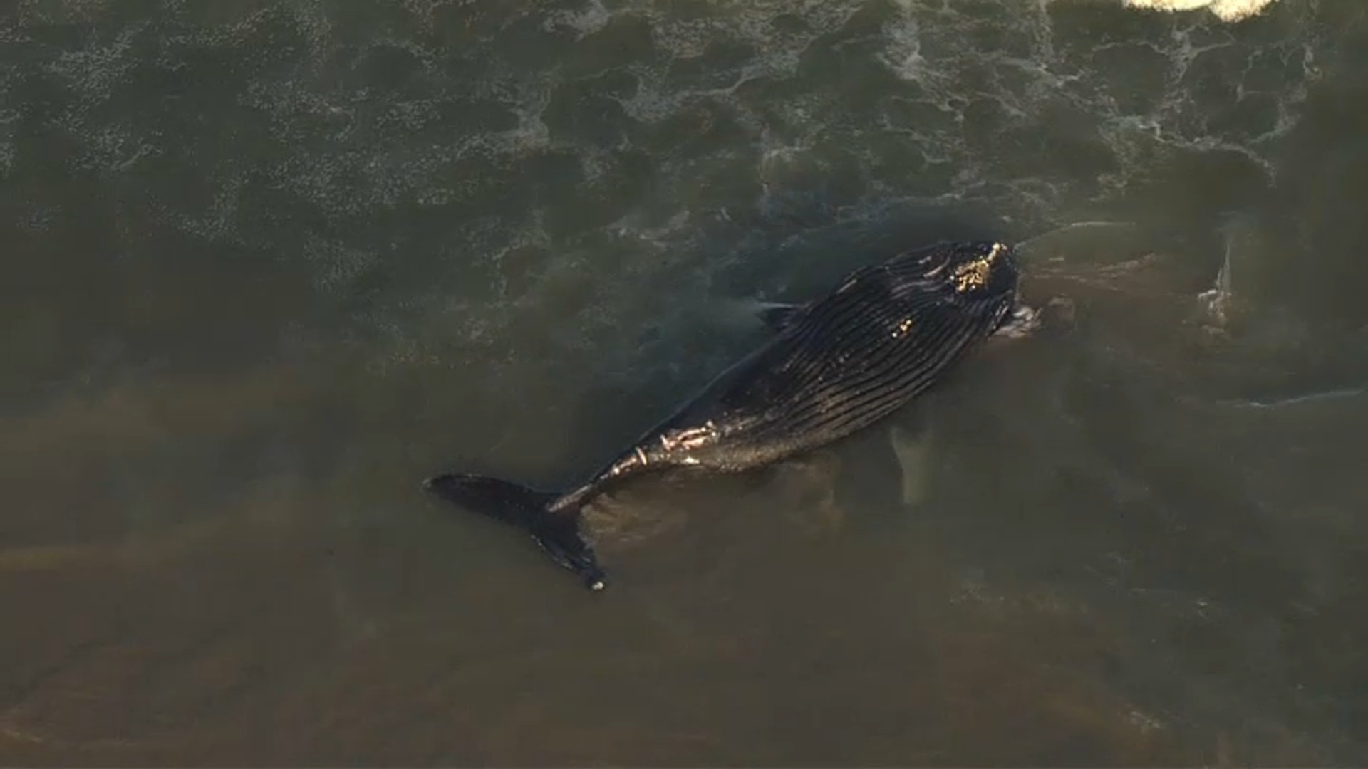 Dolphins, whales stranded at shore: South Jersey officials react