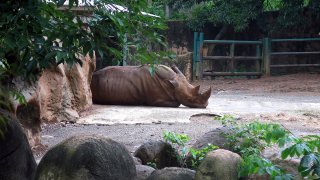 FILE - A rhinoceros rests inside an enclosure at the Dr. Juan A. Rivero Zoo in Mayaguez, Puerto Rico, July 7, 2017.