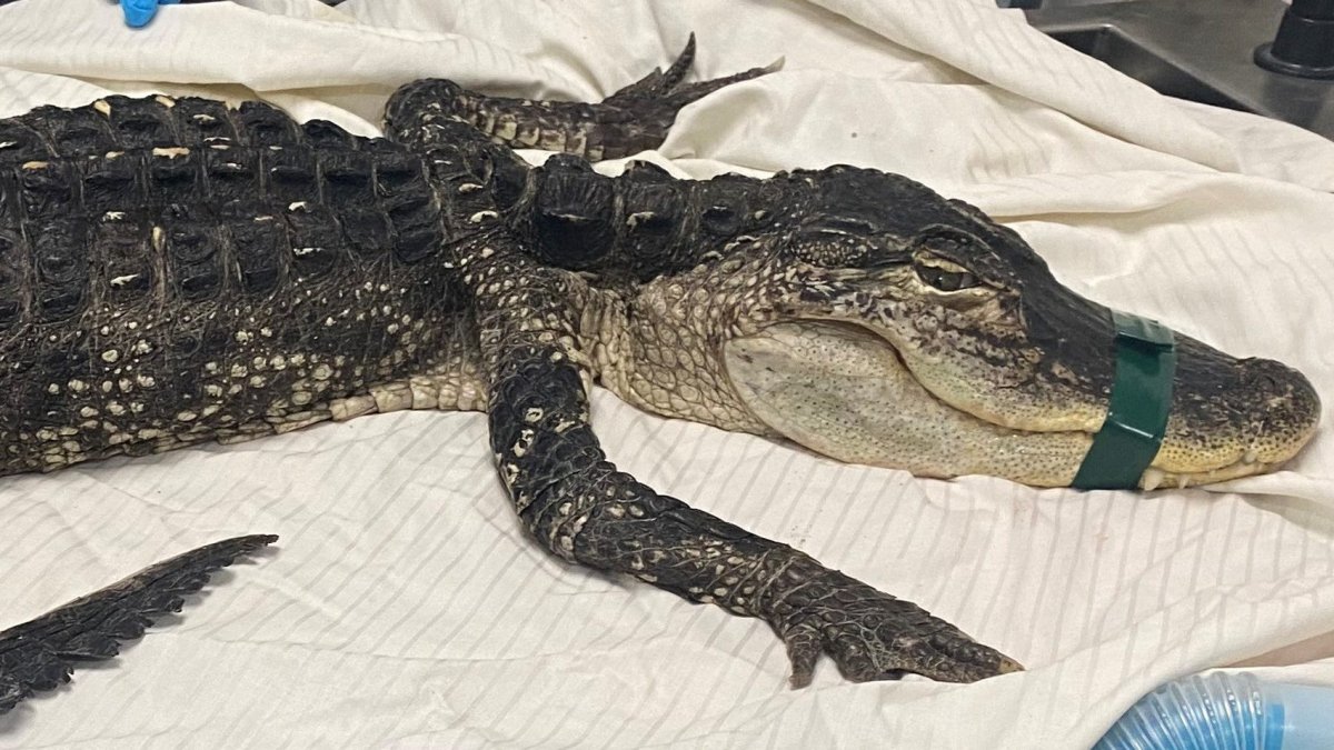 4-Foot-Long Alligator Found in Brooklyn’s Prospect Park