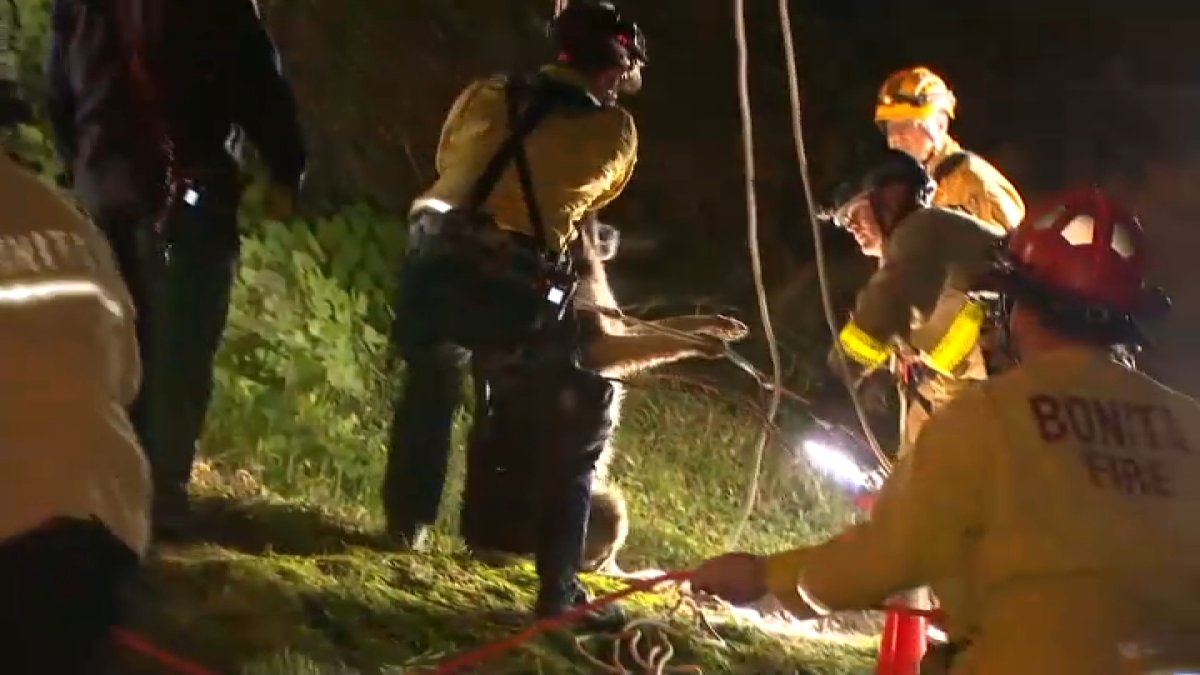 WATCH: Firefighters Rescue German Shepherd That Fell Down 30-Foot Hole in South Bay – NBC New York - Vimarsana News