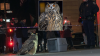Owl Escapes Central Park Zoo After Exhibit Vandalism — and NYC Predictably Goes Nuts