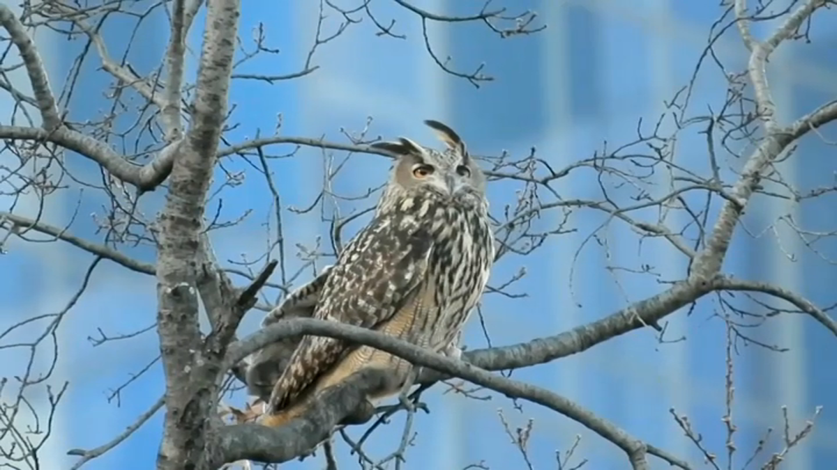 Flaco Watch: Escaped Central Park Zoo Owl Finally Seen Eating