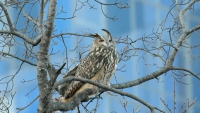Central Park Zoo Shares Flaco the Owl Update