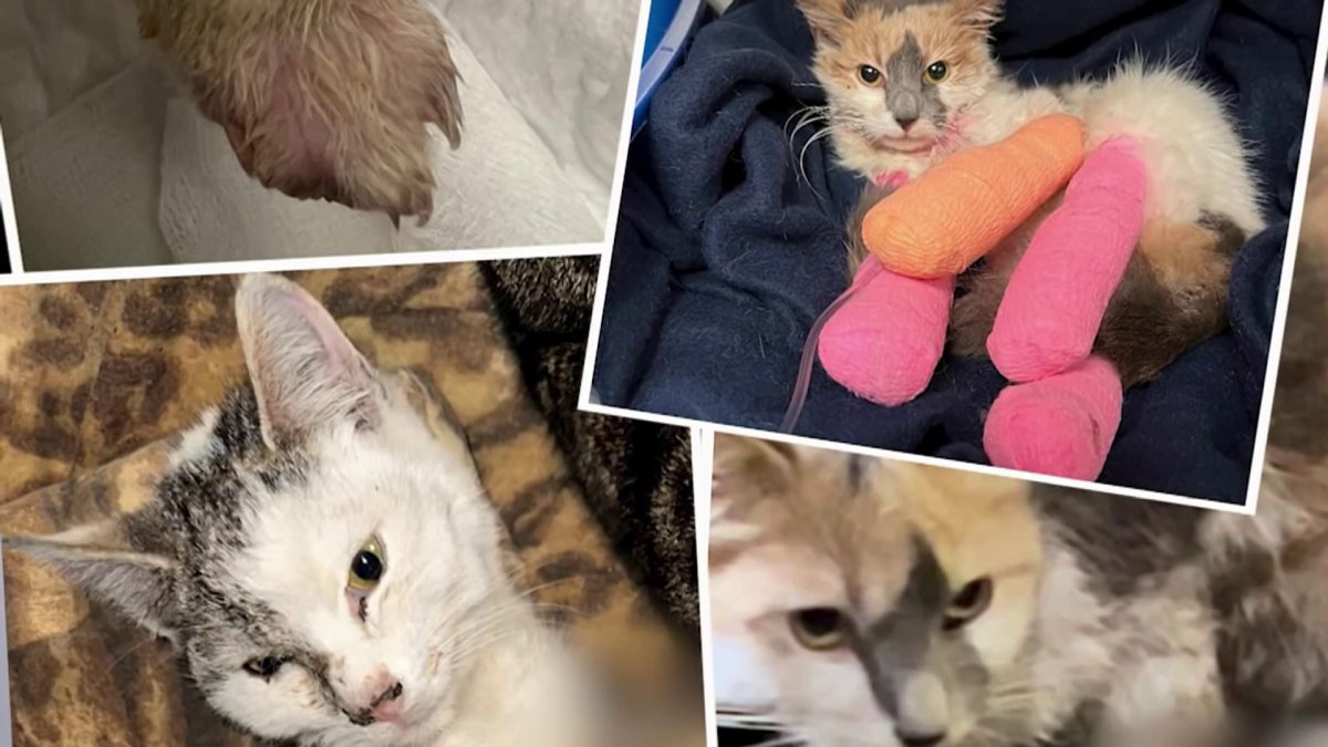 Queens News:Multiple Cats Found With Horrific Injuries in Richmond Hill –  NBC New York