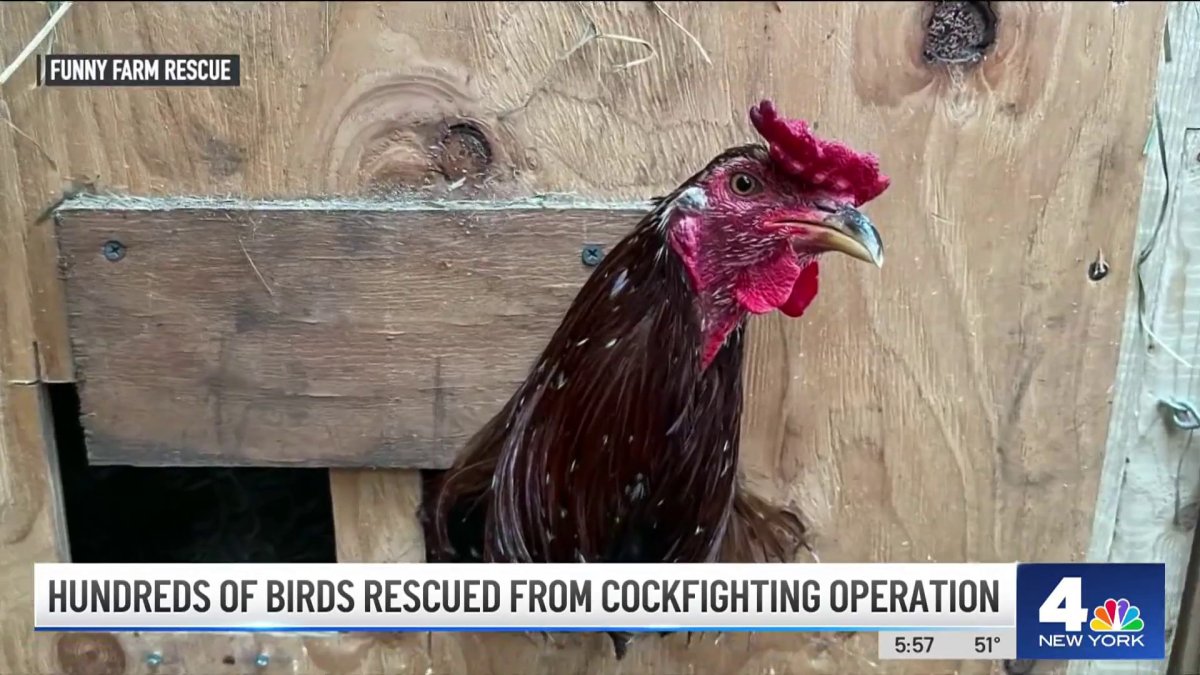 Hundreds Of Birds Rescued From Nj Cockfighting Operation Nbc New York 