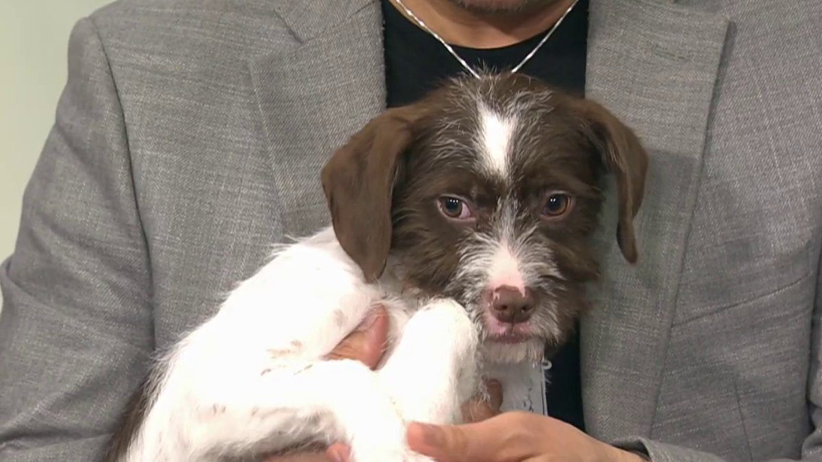 Meet The Mischievous Dobby & Friends – NBC New York