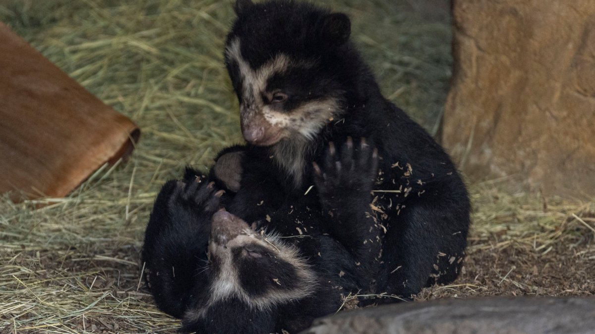 San Diego Zoo Welcomes Twin Andean Bear Cubs – NBC New York - Vimarsana News